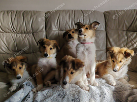 Rough Collie