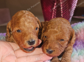 Licensed breeder, red tiny toy cavapoo litter