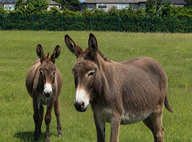 "Lovely Mum And Daughter " Brown Mare Family Horse