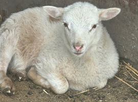 Sheep for sale  one boy  pet only