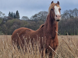 Splat looking for forever home