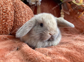 Mini lop babies