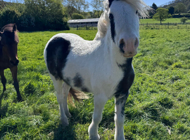 12hh 2yr old gelding to make 13hh