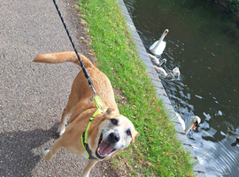 Foster or Forever Home Needed for Beautiful Sanchez