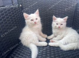 Kittens for sale