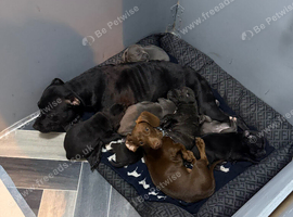 Staffie puppies for sale