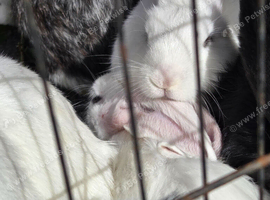 Adorable giant cross kits looking for loving homes