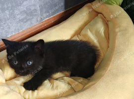 2 black kitten male and female mother Norwegian forrest