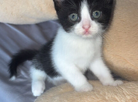 KITTENS