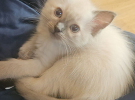 1 female ragdoll kitten &pound;750