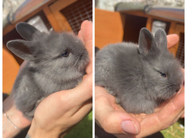 3 Lionhead Rabbits