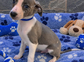 Beautiful Puppies Ready Now
