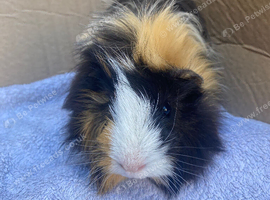 Solo male Guinea pig