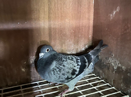 Racing pigeons for sale