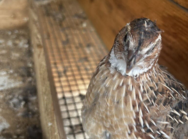 Coturnix Quail, Point of lay.