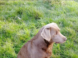 Stunning sliver Labrador male