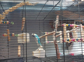 Male budgie and cage