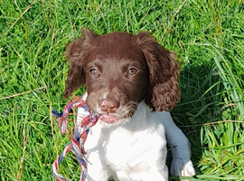 Gorgeous English Springer Spaniel Puppies