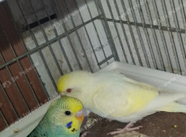 2 baby budgies