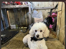 Cockapoo puppy
