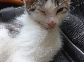 Beautiful kittens for sale