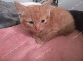Ginger female kitten