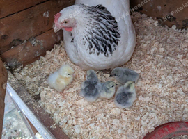 Light Sussex bantam with chicks