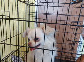White male chihuahua carries blue +chocolate