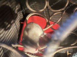 4 male rats for rehoming