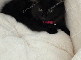 Loving Female Kitten Looking for a Forever Home