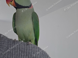 Alexandra parrot