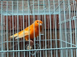 red factor canary