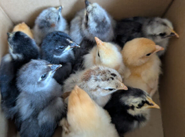 Pekins Chicks + Growers