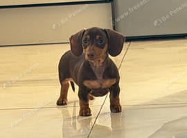 Beautiful chocolate and tan miniature dachshund