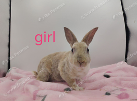 Lovely mini rex babys