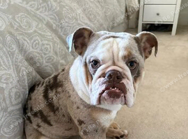 9 beautiful lilac & lilac merl 5 star English bulldogs