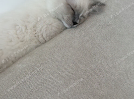 Male ragdoll kitten