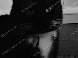 3 Cats for rehome