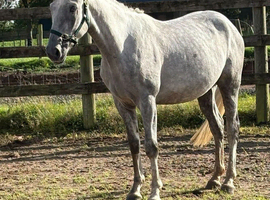 Lovely Irish Sports Horse 3yr
