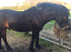 Companion pony for rehoming