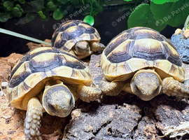 Marginated Tortoises at Birmingham Reptiles