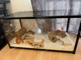 Female Syrian hamster