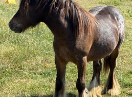 Little George yearling cob colt