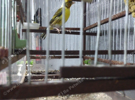 Goldfinch mule
