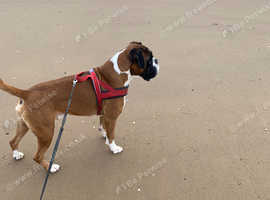 Boxer Stud Dog
