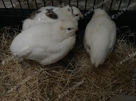 White jumbo Italian quails