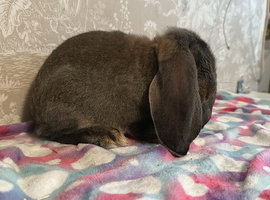 French lops