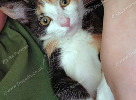 Female kitten
