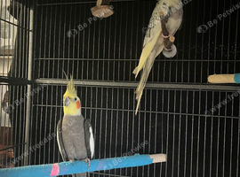 X 2 Cockatiels for sale