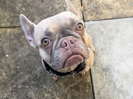 frenchbull dog